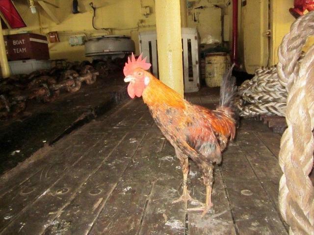 印度航母维克拉玛蒂亚图片,印度航母维克拉玛蒂亚号优缺点