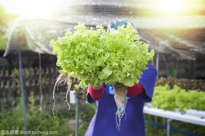植物生长所需几种营养元素,植物必需的16种营养元素口诀