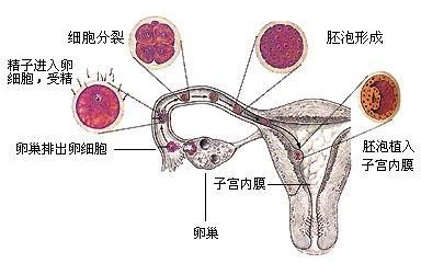 感冒吃药后发现怀孕影响胎儿吗,刚怀孕感冒发烧吃了药孩子能要吗