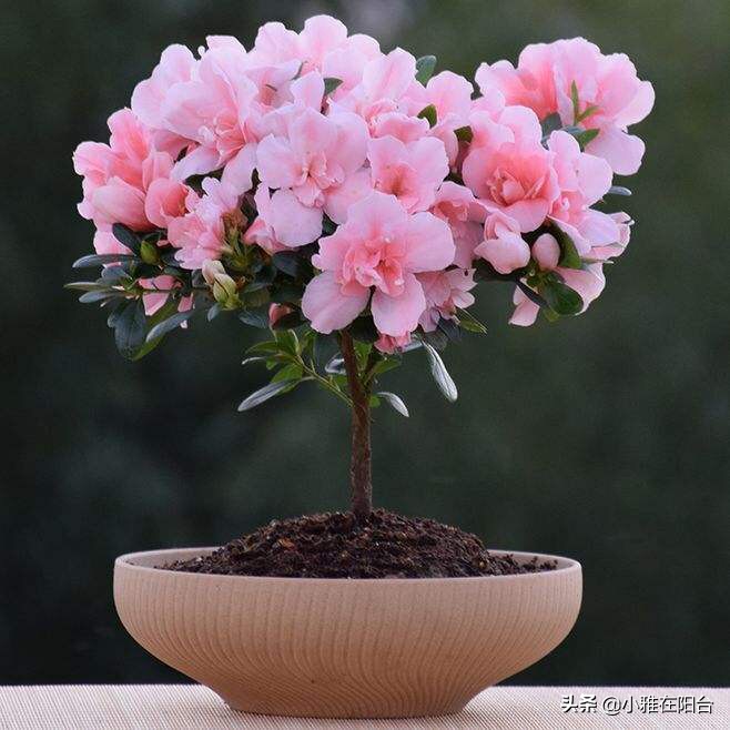 杜鹃花盆栽叶子发蔫怎么处理才好,盆栽杜鹃冬天出现严重掉叶怎么办