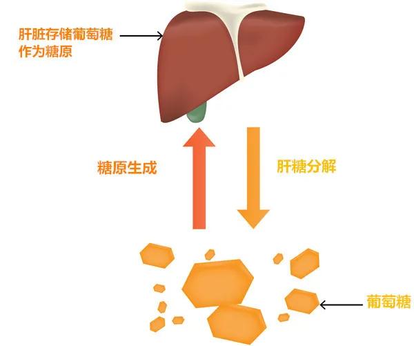 生酮饮食可以逆转动脉粥样硬化,生酮饮食能不能摄入糖原