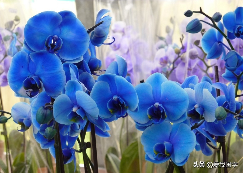 历代咏兰古诗词,咏兰古诗词中的主旨