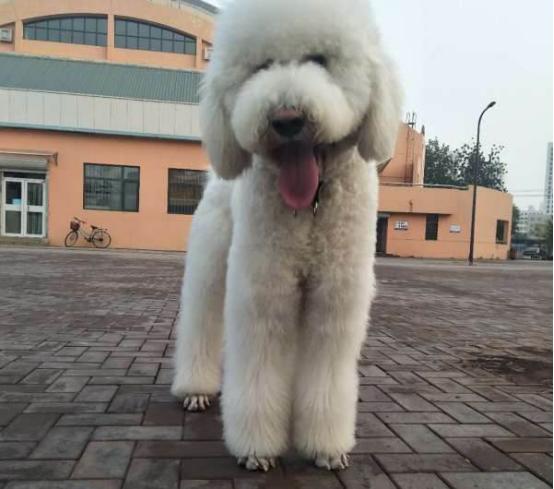 三个月大的贵宾犬怎样喂养最好,贵宾犬喂养幼犬的注意事项