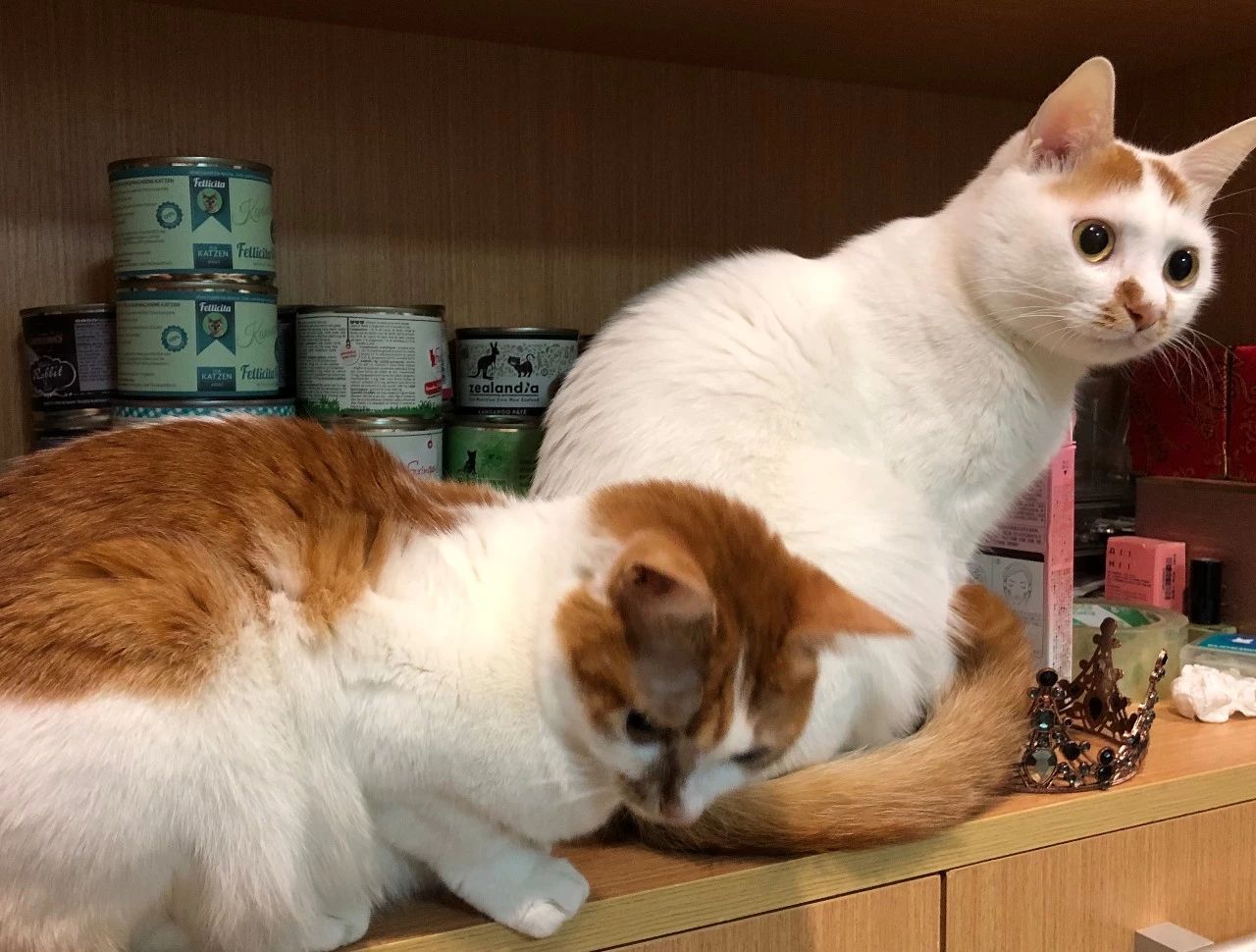 刚出生几天的小奶猫怎么养,刚养的小奶猫怎么养