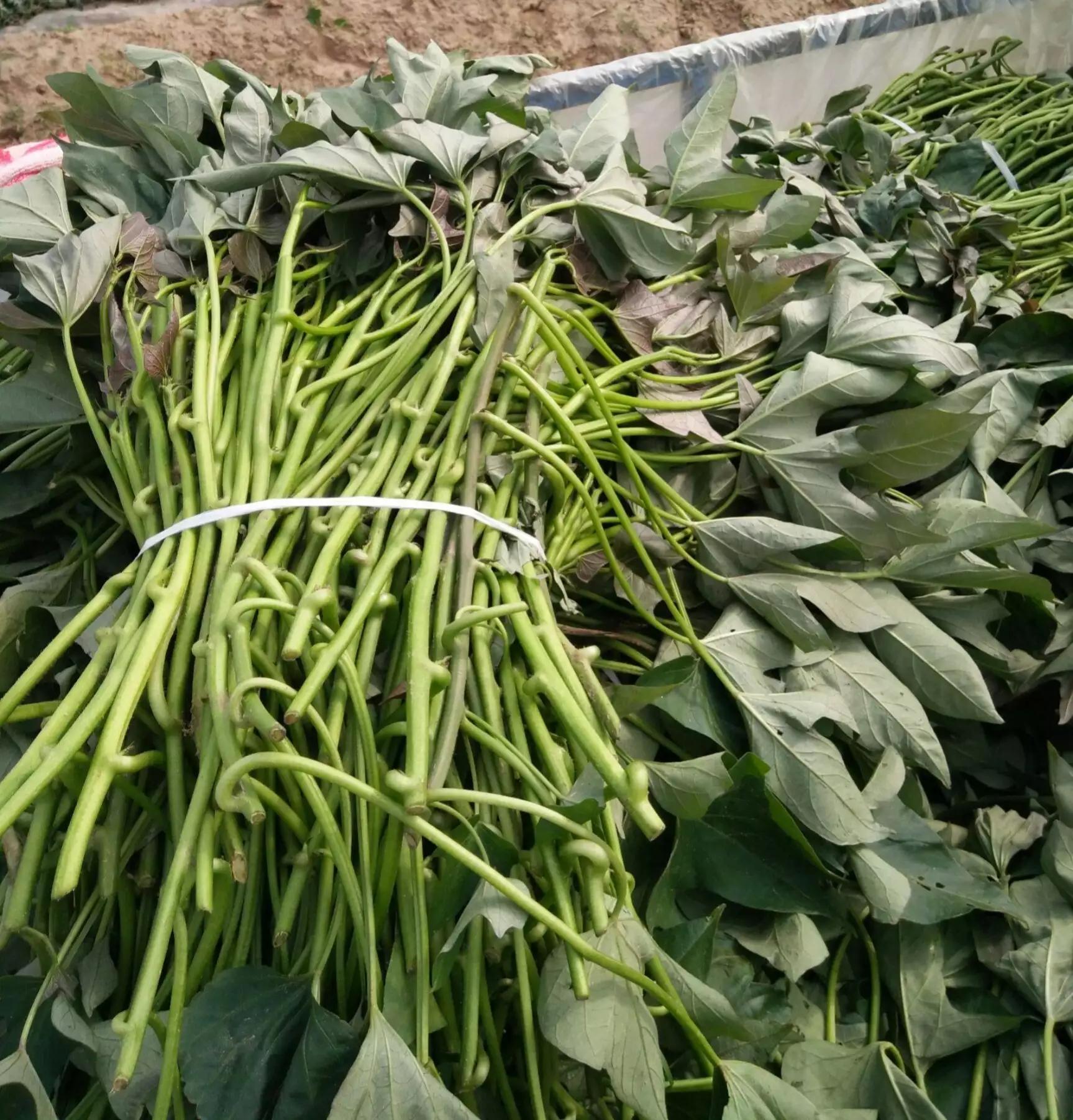 用红薯种出红薯叶,红薯叶红薯茎