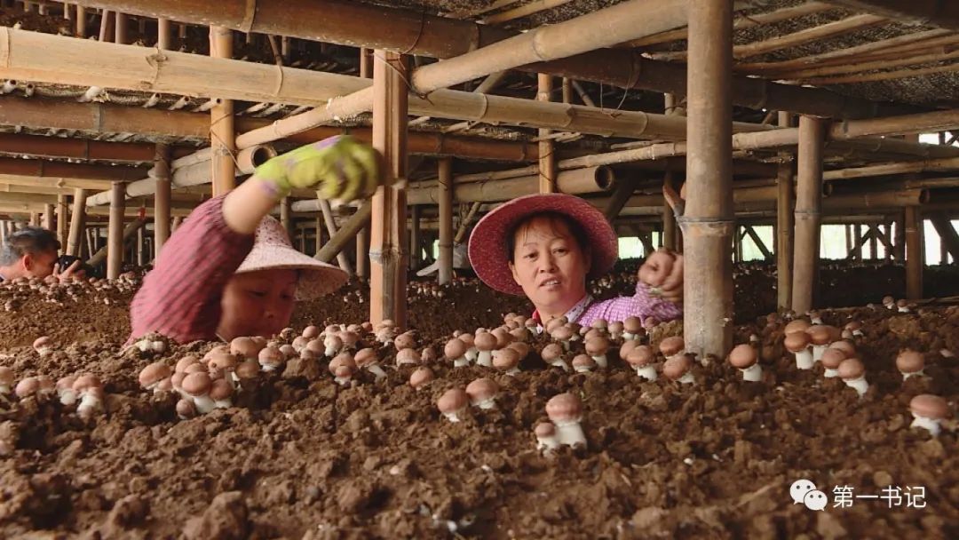 食用菌产业为贫困户撑起致富伞,菇中精品椴木香菇