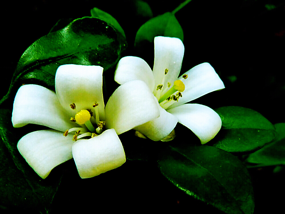 九里香木本,九里香是耐寒花卉吗