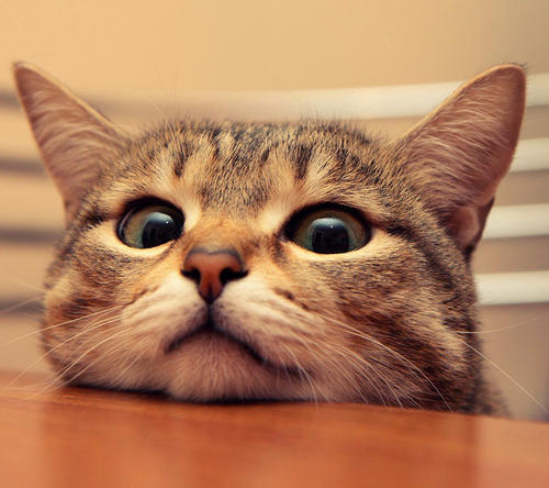 告诉你们养猫到底有什么好处,告诉你养猫的十个好处