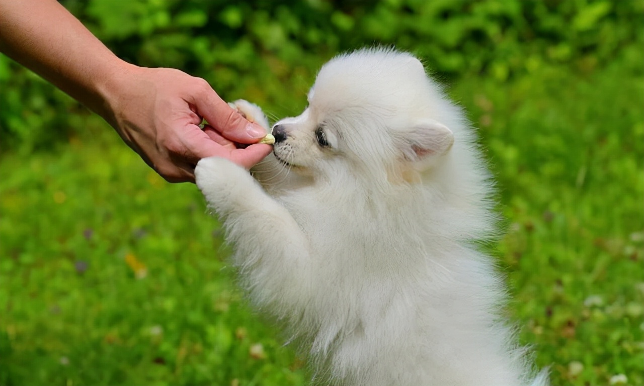 狗狗狂犬病发作的症状表现,狗狗有什么症状才是狂犬病
