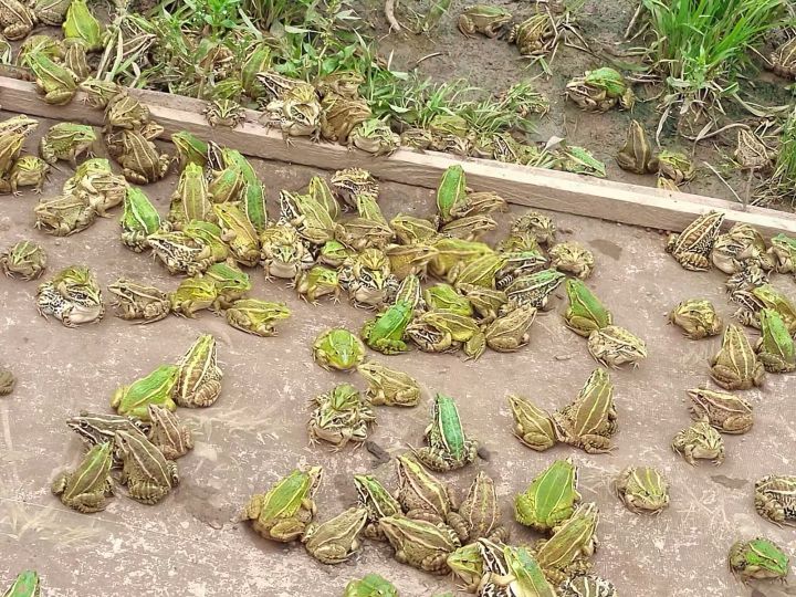 养殖青蛙赚钱吗成本和利润是多少,青蛙怎么养殖才能赚钱呢