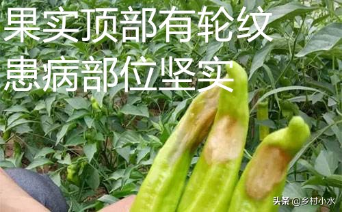辣椒果实变黄病害图片与防治,辣椒果实病害起斑防治