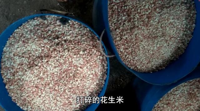专家说农村自榨花生油不能吃，小伙公开榨油过程，专家不说话了