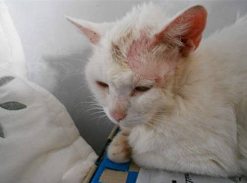猫咪绝育以后总是挠头,猫一直挠出血是猫癣吗
