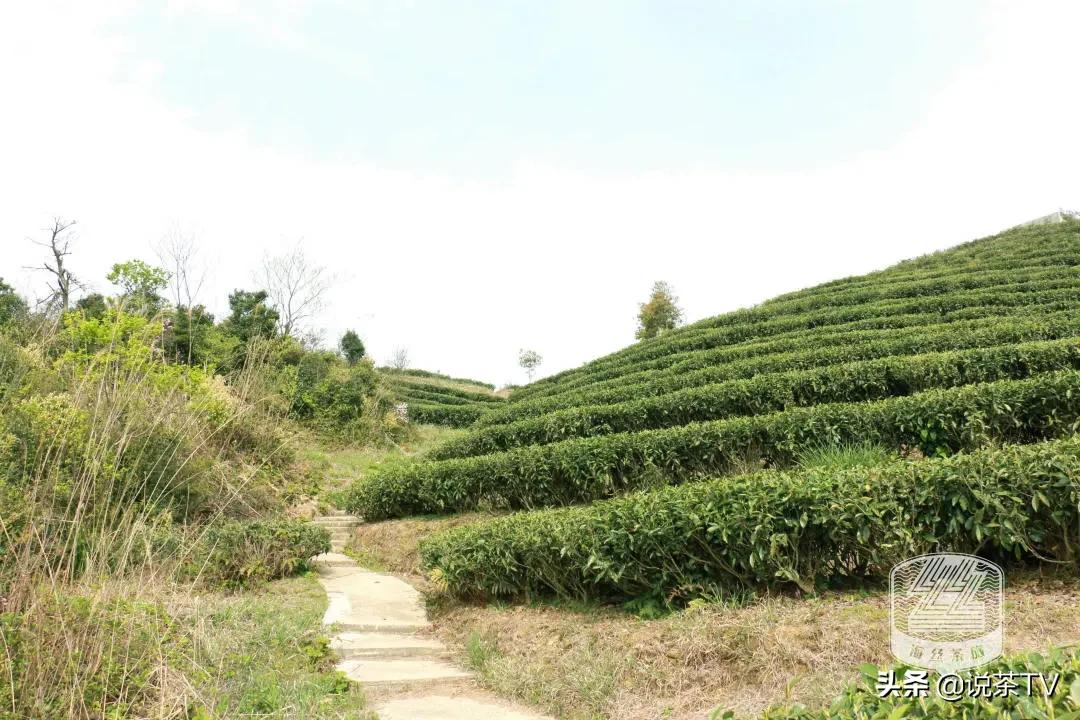 福鼎白茶还有“十不采”规定？让我们去河山有机茶园一探究竟
