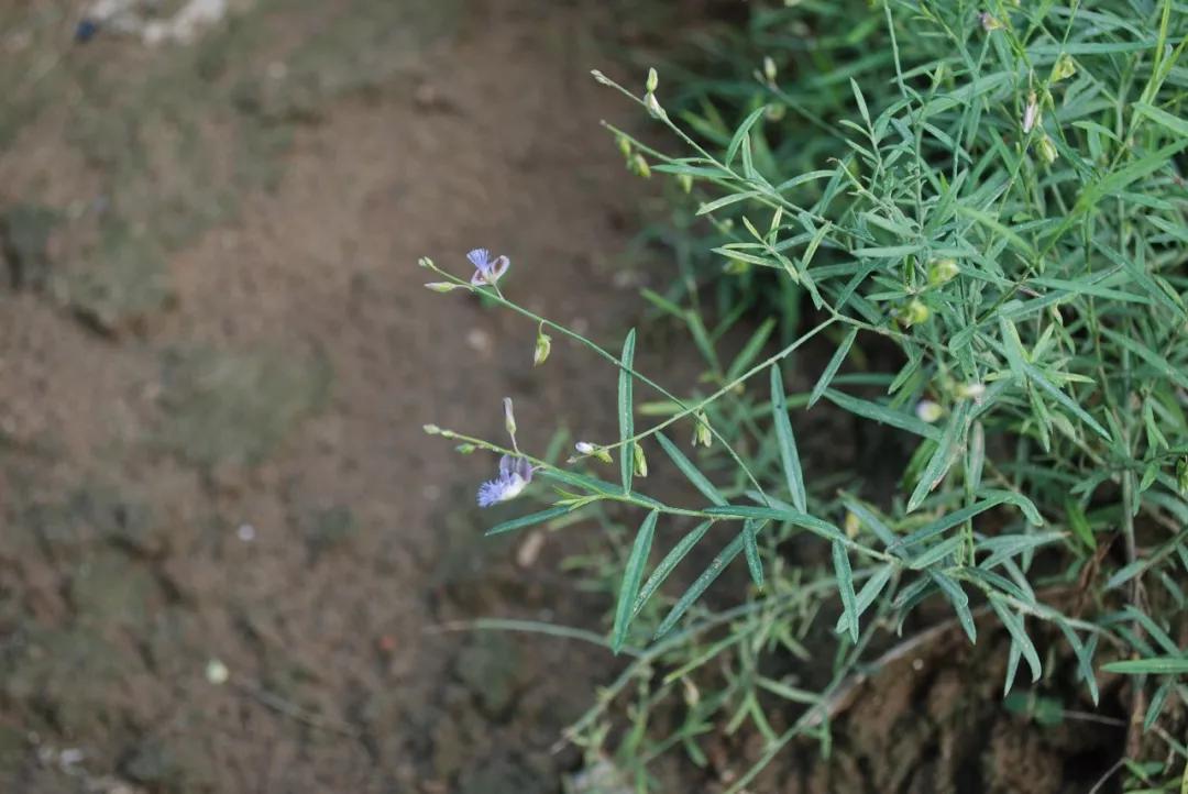 冬天常见中药植物图片及功效,花期长的草本植物图片
