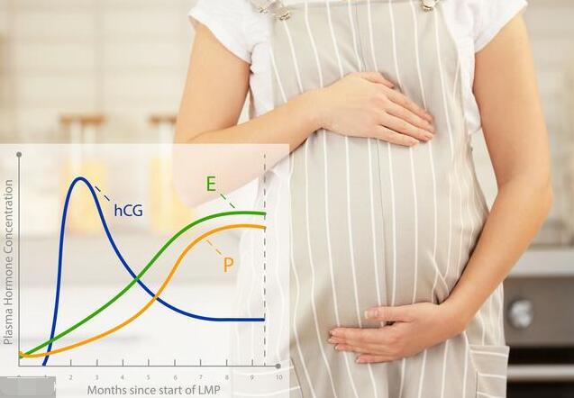 孕酮是什么？孕酮的全面知识详解