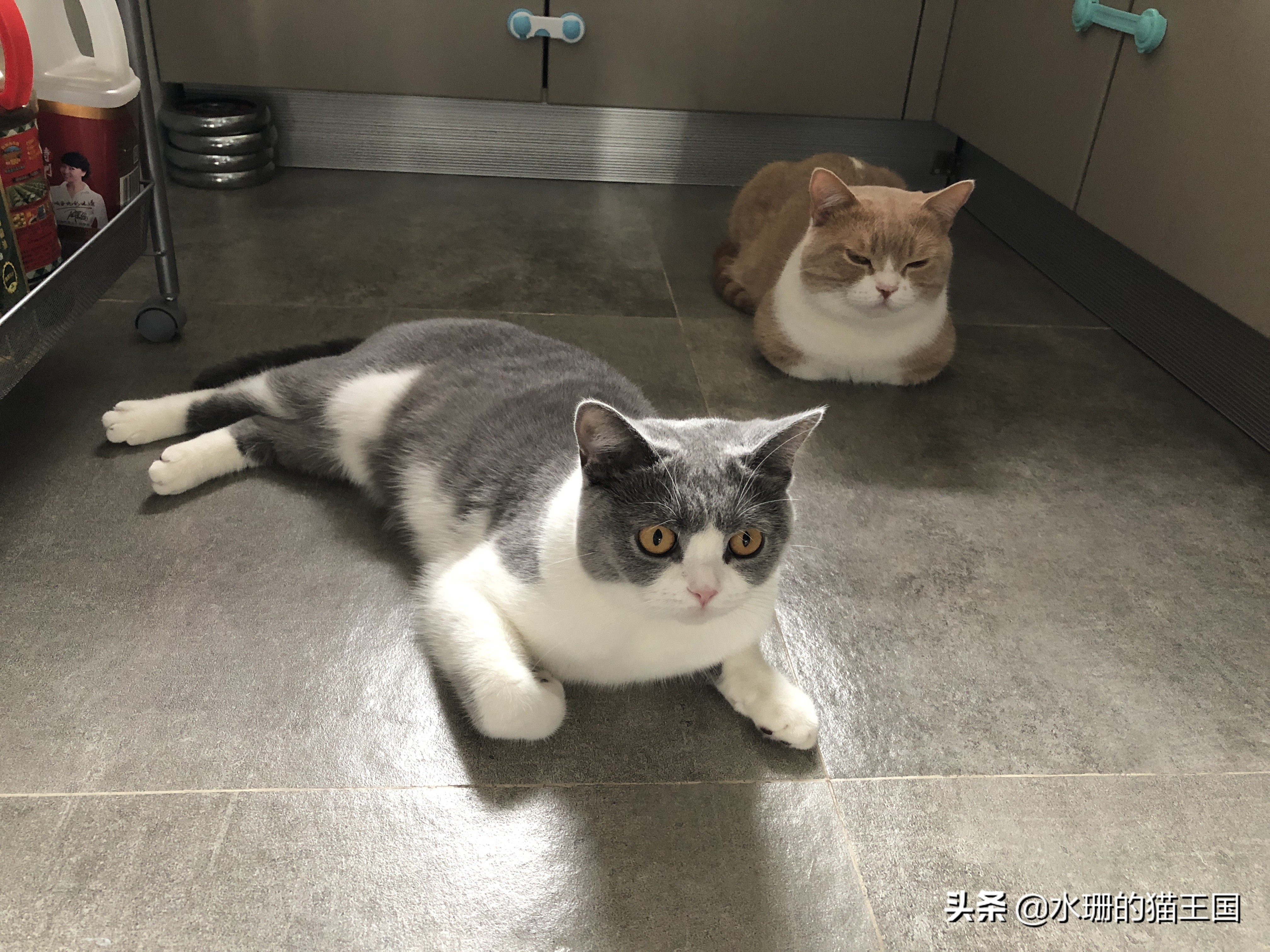 母猫绝育术前术中术后,母猫绝育全过程演示