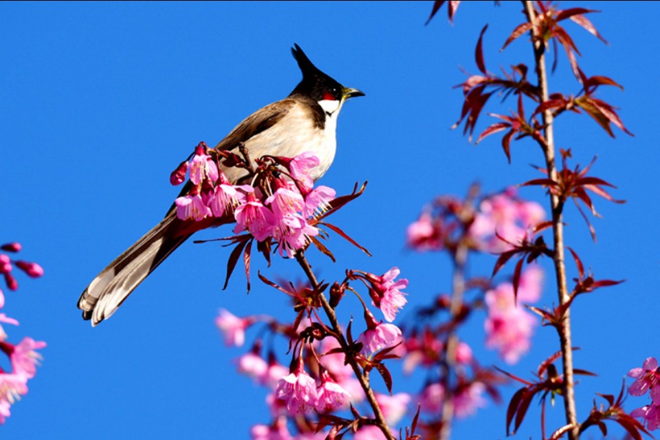 懒人养花小妙招盆栽,懒人养花直播