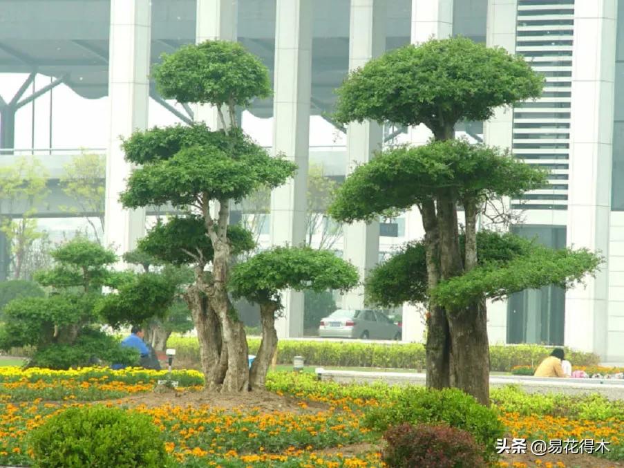 盆景制作与赏析观花,盆景对节白蜡怎么造型