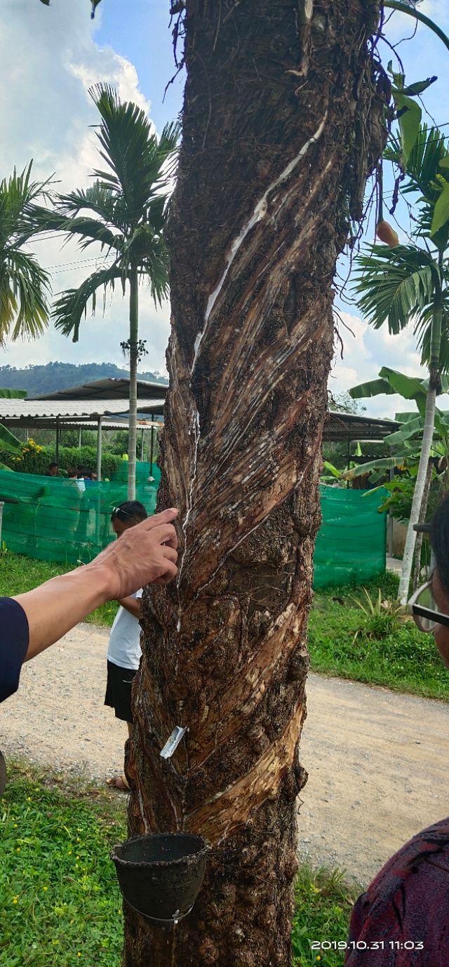 真正泰国乳胶床单枕头三件套,泰国纯乳胶床品