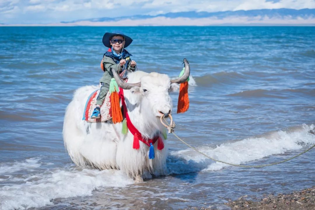 只要你面朝青海湖，八月依旧春暖花开