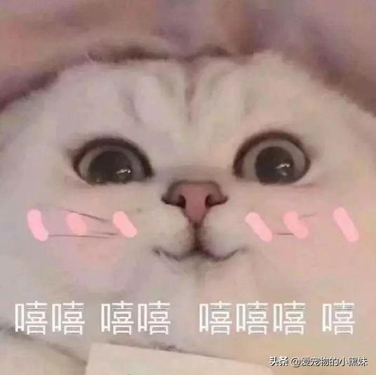 小伙捡了一只狸花猫,小伙收养几十只小猫