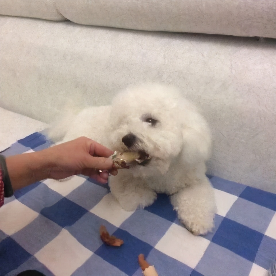 2个多月的比熊犬正常体重多少斤,比熊犬二个月体重应该几斤正常