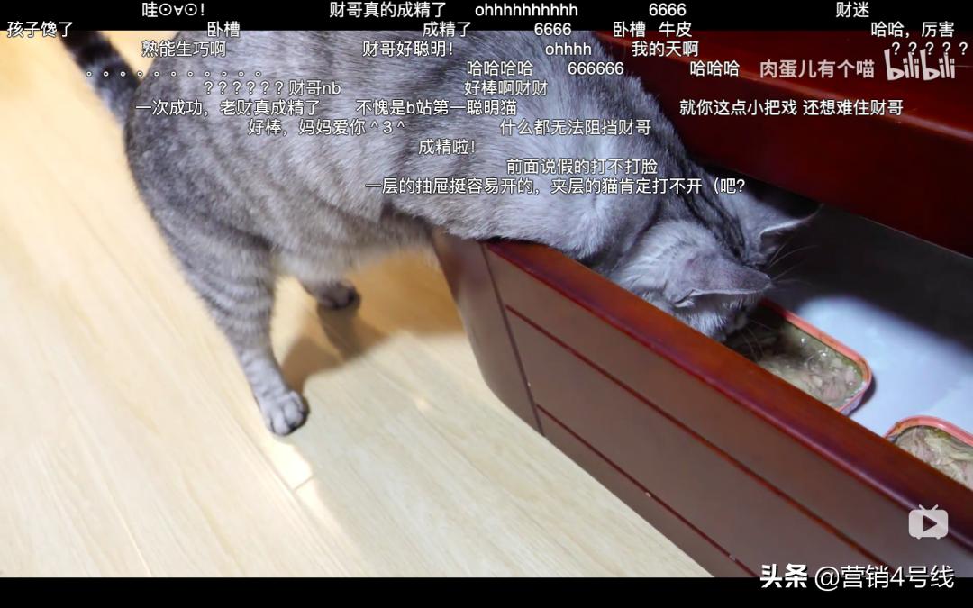 「扎堆大乱斗」还是「四两拨千斤」，顽皮宠物B站超车之路｜案例