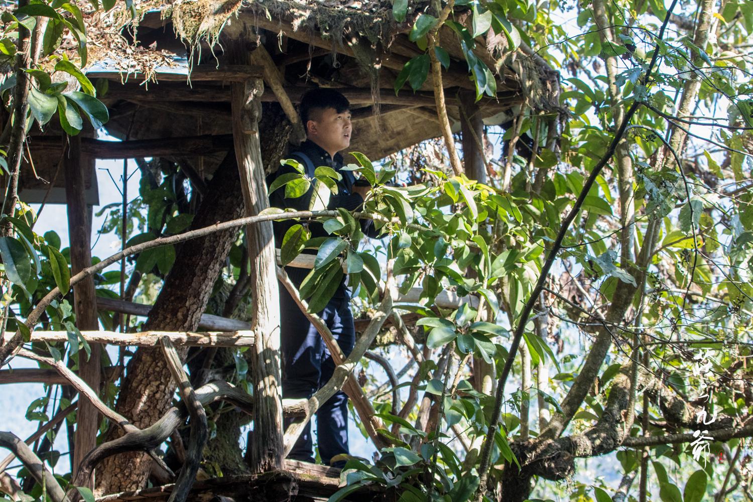 高黎贡山秘境森林,高黎贡山樱花谷温泉