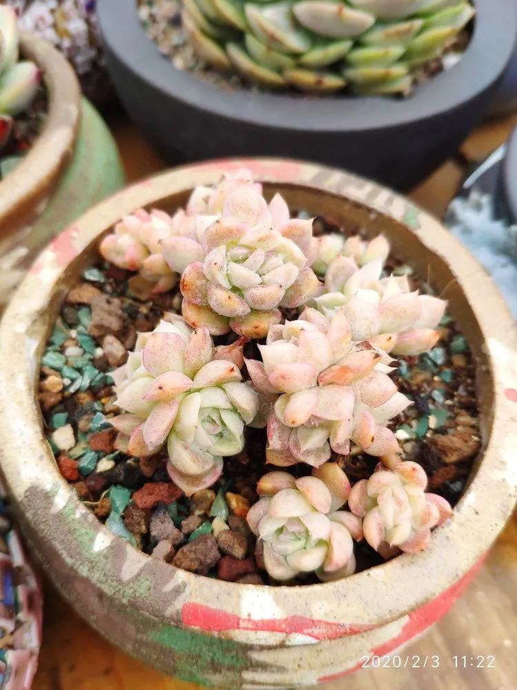 多肉不适合新手养,多肉入坑到什么程度好