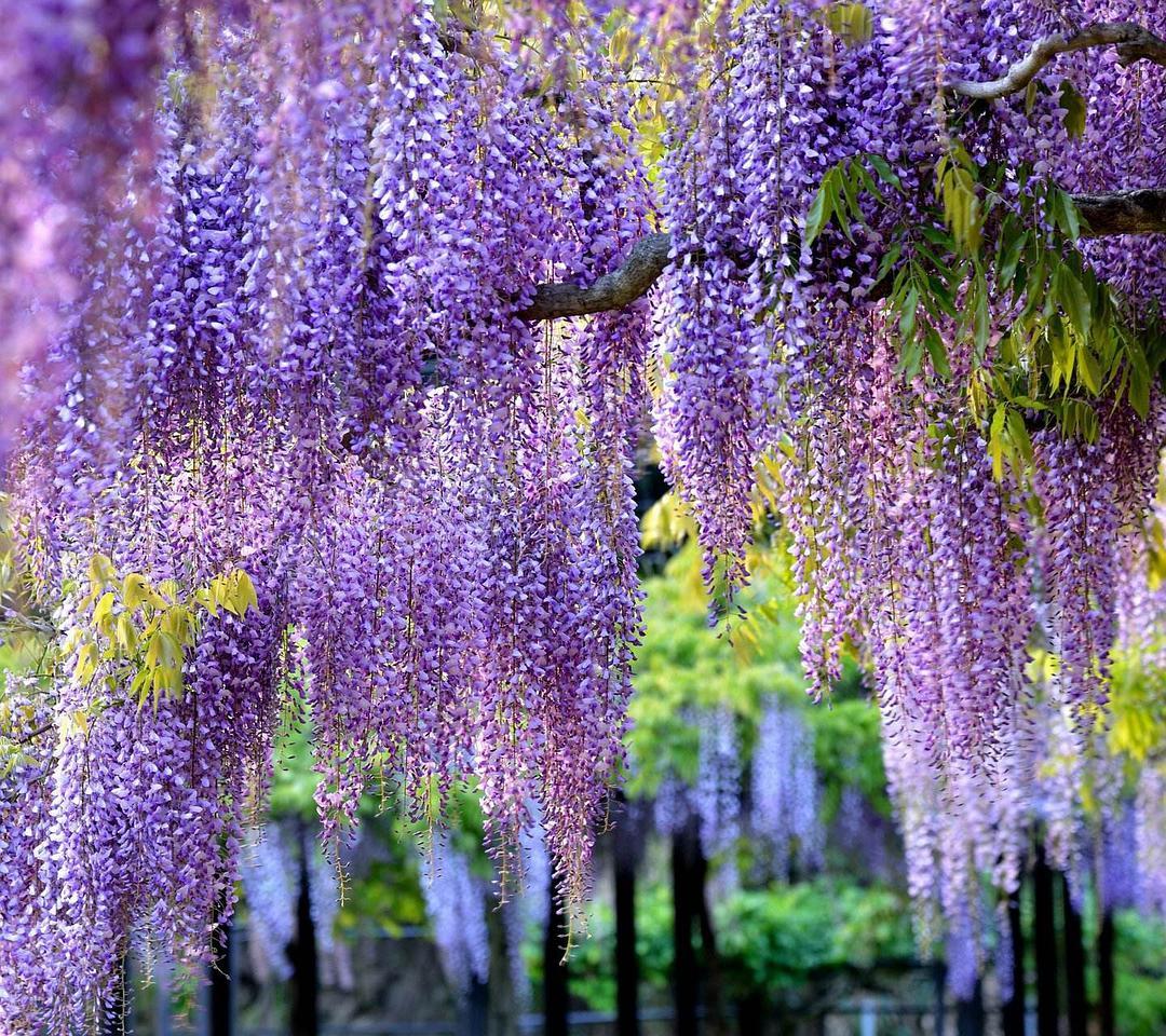 院子花架最适合的花,花架子摆什么绿植好看