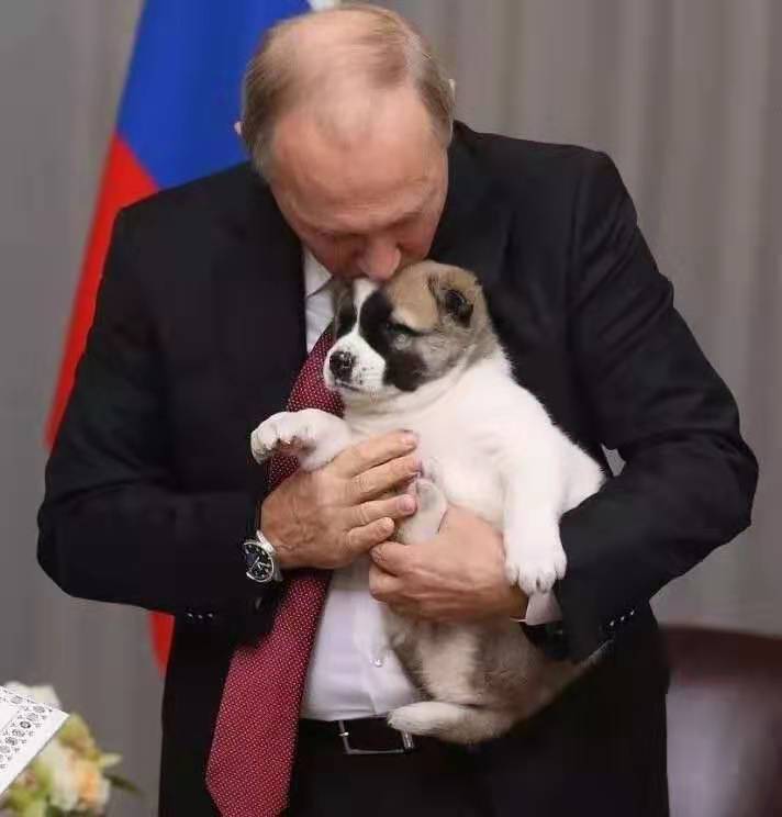 无敌的中亚牧羊犬,俄罗斯中亚牧羊犬守护羊群