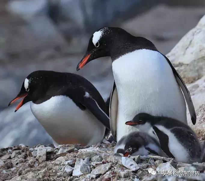 企鹅没有毛还能生活在北极,企鹅没有冰能生活吗
