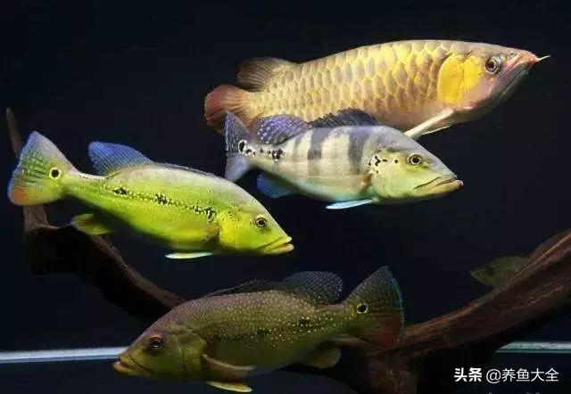 龙鱼混养要怎么样才不打架,龙鱼混养一般几条龙不容易打架