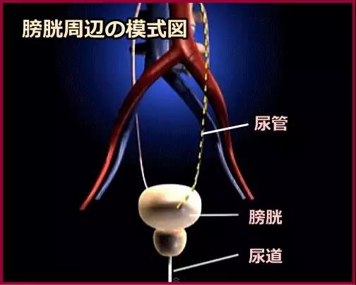 猫咪尿血了怎么自救,猫咪尿血的直接解决方法