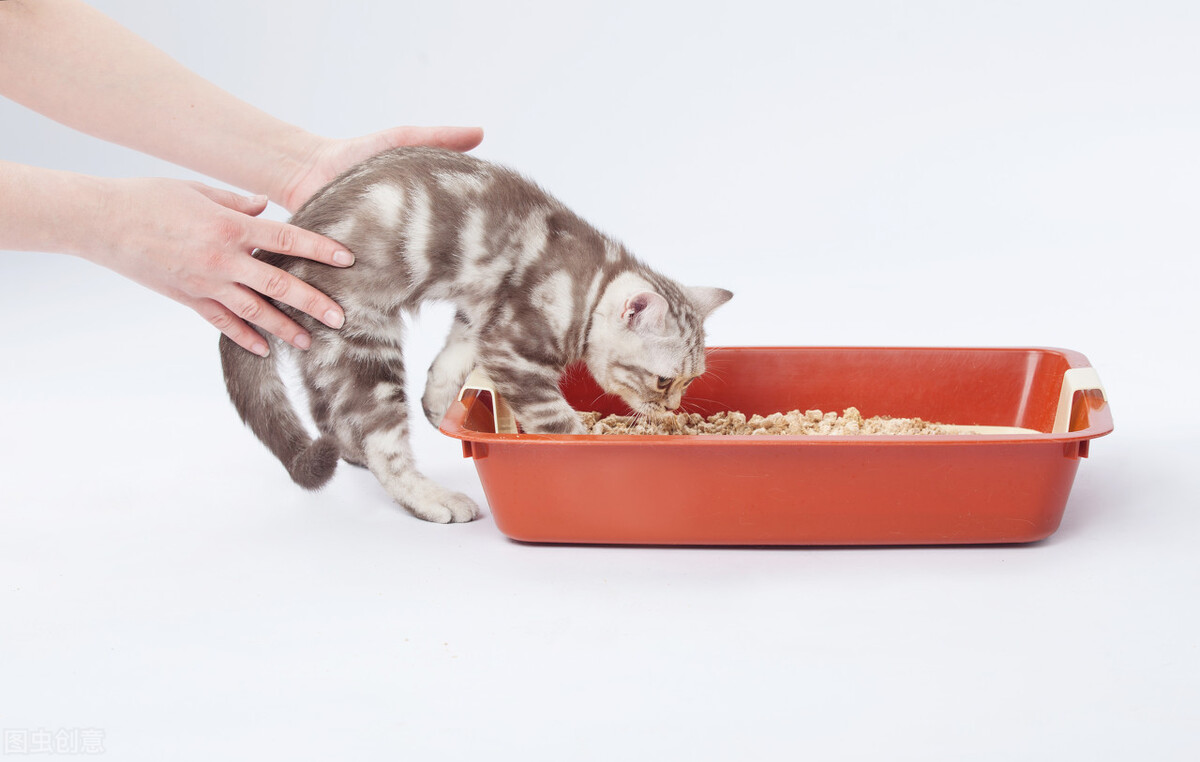 新手怎么养2个月多小奶猫,如何喂养一个月的小奶猫