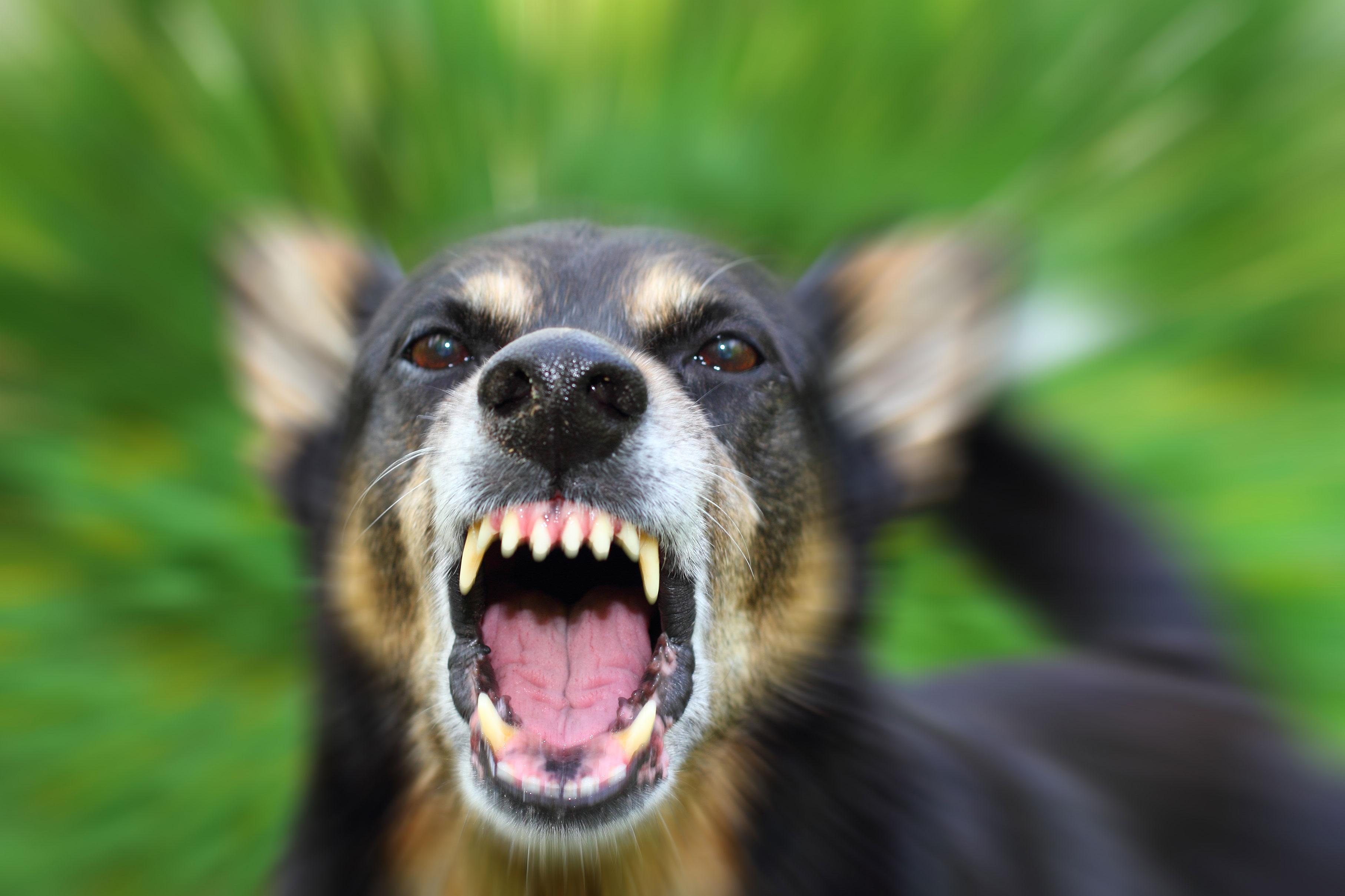 贵宾犬挑衅被咬死,贵宾犬被大狗咬伤
