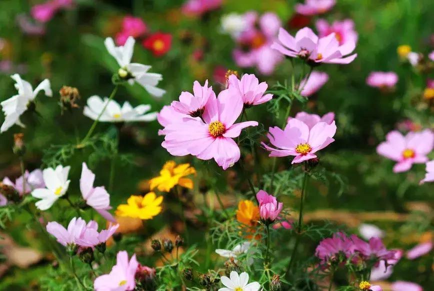 百花图谱大全100幅,工笔百花图谱100种