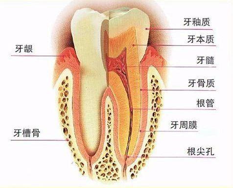 大连齿医生口腔科普,大连齿医生口腔医院地址