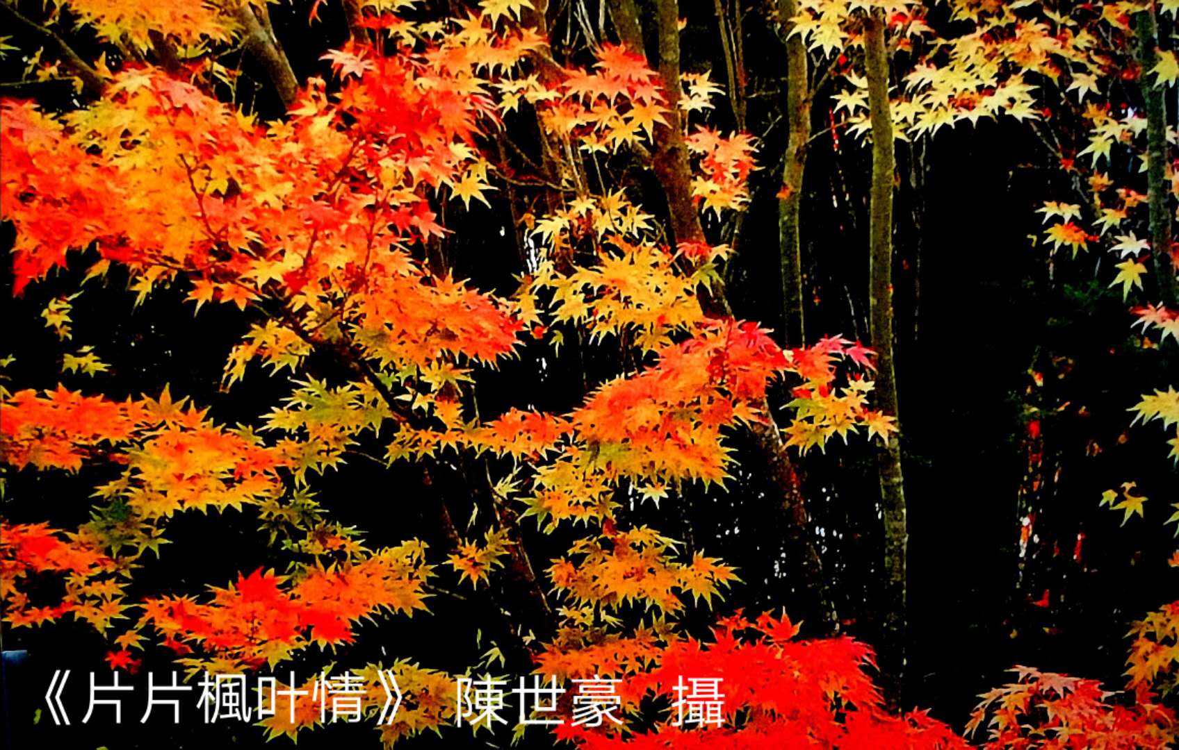 陈世豪摄影集《心弦》部分作品分享