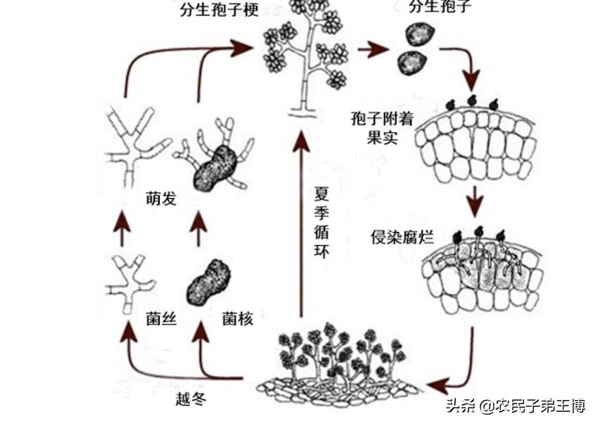 蕹菜田间管理,蕹菜枯萎病