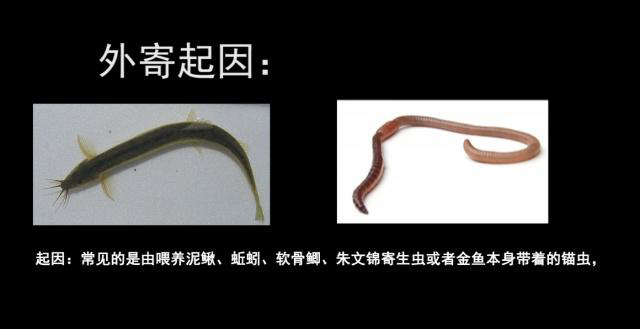 寄生虫容易导致龙鱼趴缸么,龙鱼寄生虫如何去除最有效