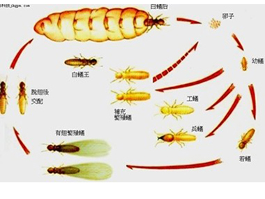 家白蚁和散白蚁有什么区别,白蚁在哪些地方比较多