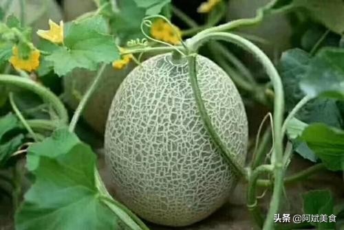 去*疆新**旅游，建议尝尝这5种特有的“水果”，好吃营养还不贵