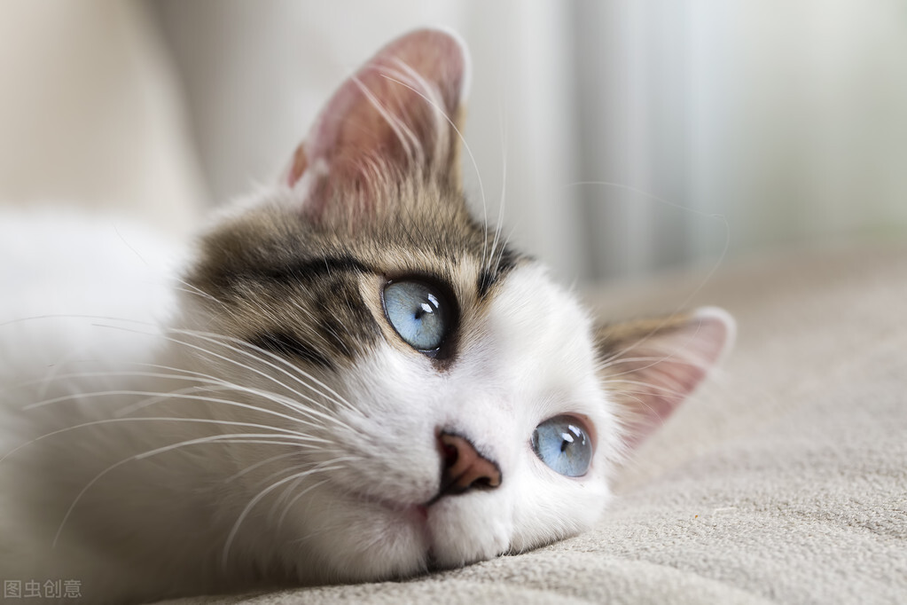 追忆我家那千娇百媚的猫小姐（云樵）