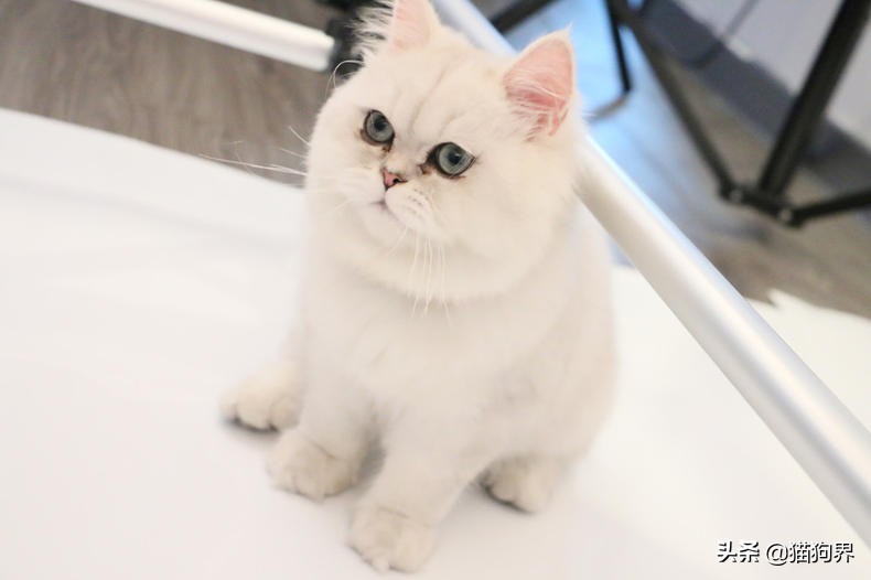 自家猫咪无缘无故攻击咬人,家里猫咪喜欢咬人怎么办