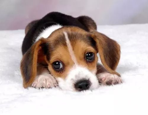 狗狗吃油腻多了拉肚子怎么治疗,狗狗拉肚子不吃食了是什么原因