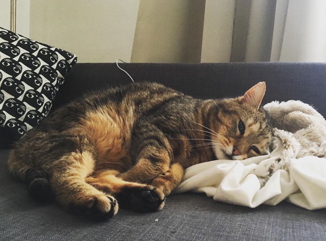 猫咪有脓性分泌物怎么办,猫咪有鼻涕是什么症状