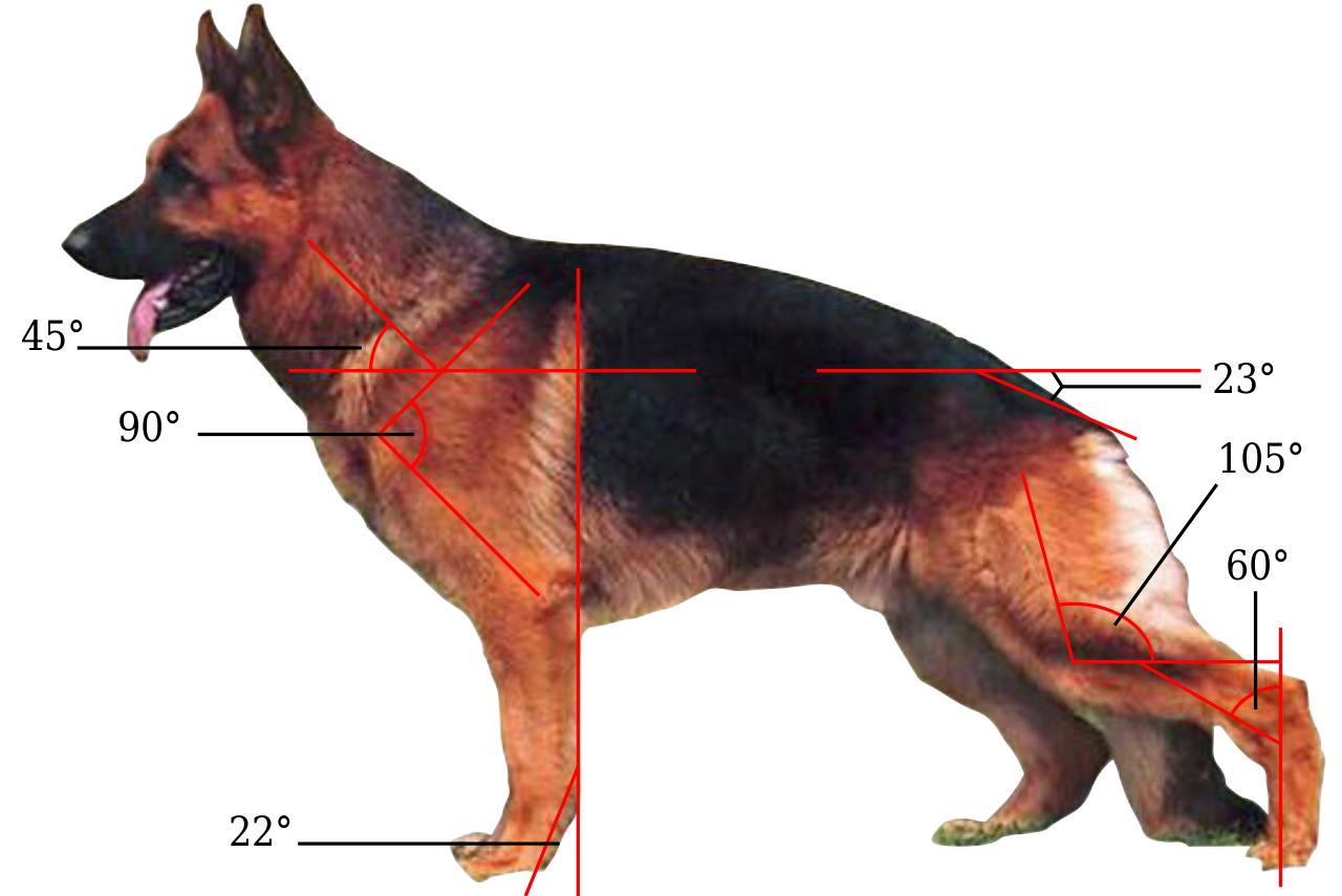 德国牧羊犬种类多：听说东德比西德更强？然而东德牧羊犬并不存在