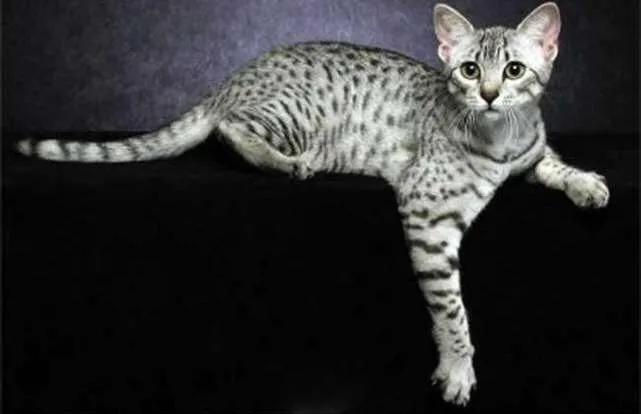 五十种可爱的猫咪,高贵的猫咪